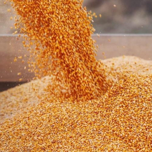 Agro_Milho_15JUl2025_dusanpetkovic_Getty-1200x675.jpg